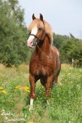 Hebec Swalesmoor Tango