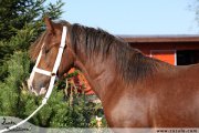 Hebec Brynseion Trahern