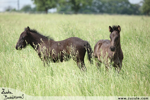 Fell pony